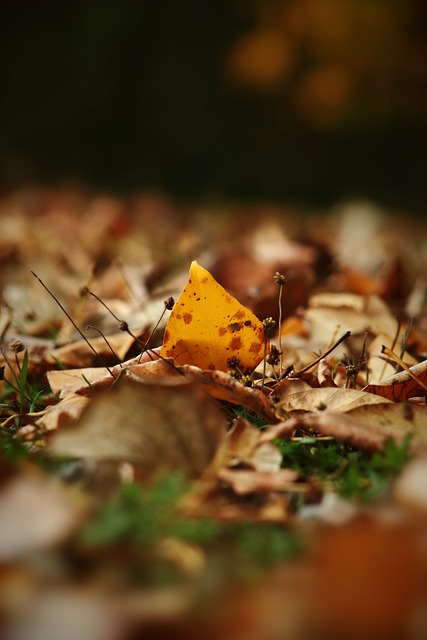 金童奖系列奖项：杜埃获金童奖，皮奥获意大利金童奖