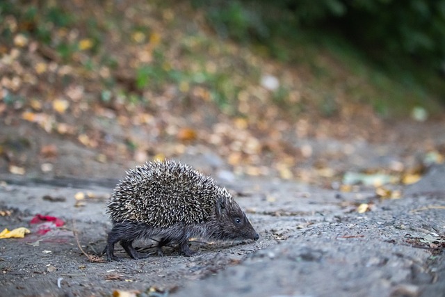 席爾瓦還有 席爾瓦還有
