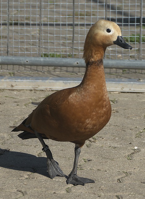 仅仅依靠明