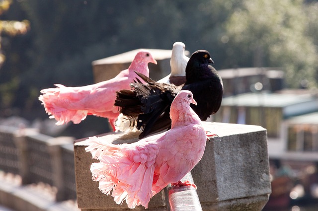 重回巅峰 重回巅峰